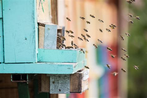 How Birds and Bees Navigate the Changing Seasons